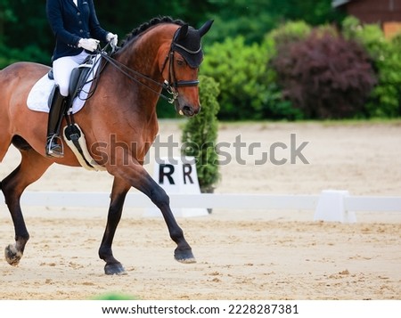 Horse dressage in step with rider with raised front leg, detail of horse forehand.
 Royalty-Free Stock Photo #2228287381