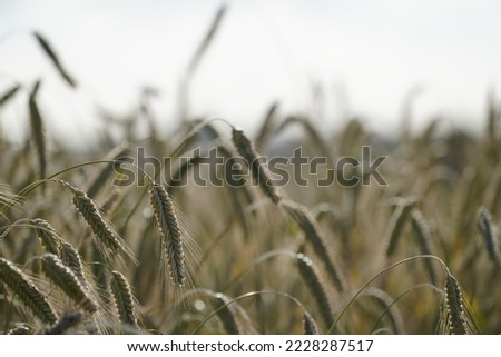 Wall barley or Hordeum murinum also known as Foxtail