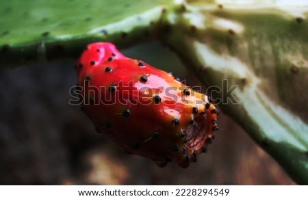 This is a photo of red prickly pear