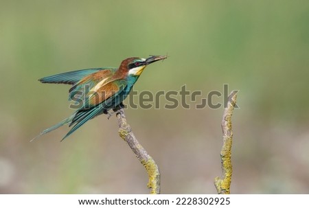 enamoured couple of bee-eaters, perched on a twig Royalty-Free Stock Photo #2228302925
