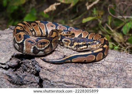 ball python snake Python regius on the wild Royalty-Free Stock Photo #2228305899