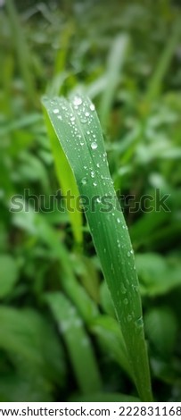 defocused or blurry abstract background with beautiful Indonesian nature