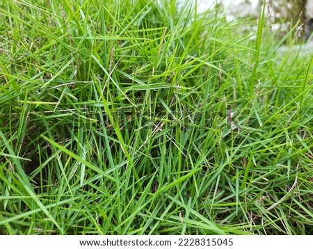 Agrostis stolonifera (creeping bent grass, creeping bent, fiorin, spreading bent, carpet bentgrass, rumput peking) Royalty-Free Stock Photo #2228315045