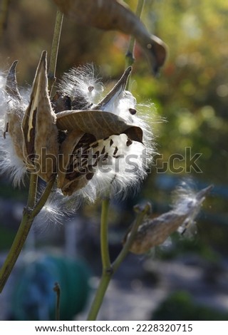 seeds and white fluffy blow-balls of common milkweed plant at autumn close up