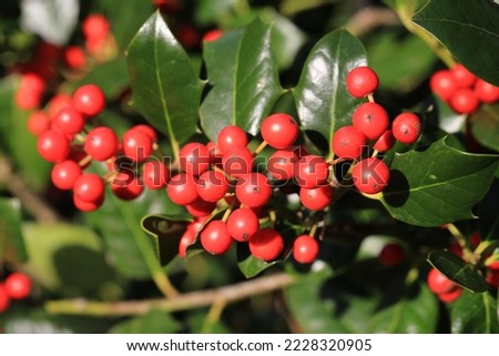 Ilex with red berries in sunny November Royalty-Free Stock Photo #2228320905