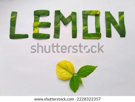 Natural lemon leaf set font perfect for branding or word mark design on white background.