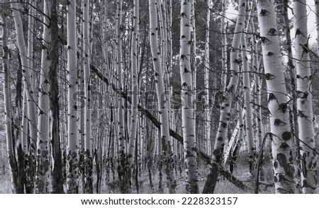 Black and white image of a group of aspen trees in a forest Royalty-Free Stock Photo #2228323157