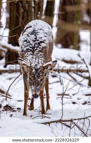 White-tailed deer buck (odocoileus virginianus) covered with snow in November, vertical