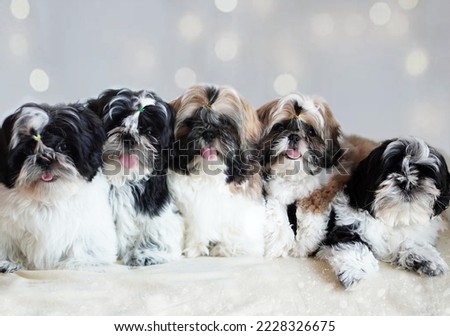 Shih Tzu Puppies New Year Picture Calendar Funny Dogs New Year's Glow Fluffy dogs Festive on a soft blanket Christmas