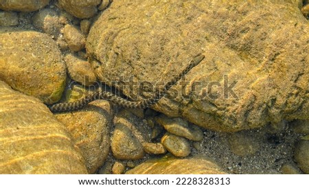 Dice snake in the water. Snake searching for prey in river. European nonvenomous snake