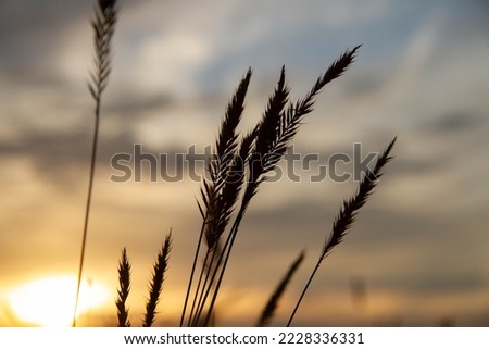 Outlines of grass against backdrop of bright setting sun. Outline of steppe plants against background of setting sun..