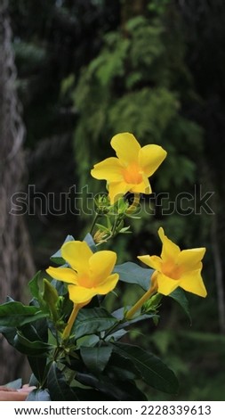 Yellow star flower small with dark green blur background