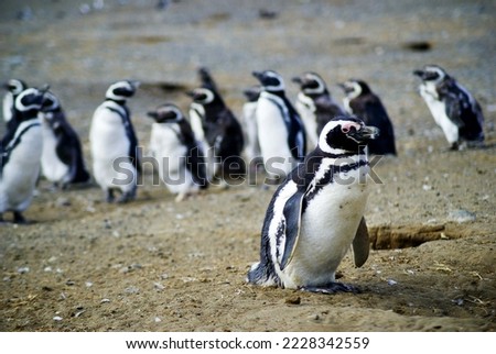 Sailingfrom Punta Arena to Isla Magdalena (Chile, Patagonia) you can interact with one of the largest colonies of Magellanic Penguins