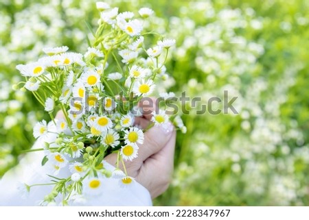 Close up of girl's hands holding bunch of wild daisies. Woman hands holding a flowers in the garden,with focus on flowers.  Woman with bunch of field flowers in hands. Nature flowers concept.