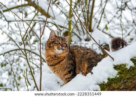 brown fluffy siberian cat on the snow covered tree in the winter garden