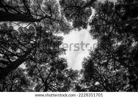 Montbonnot France 13 11 2022 lebanon cedar leaves seen from below, black and white photography Royalty-Free Stock Photo #2228351701