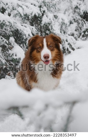 Brown Australian Shepherd sits in winter in snowy forest among young fir trees and smiles. Charming dog on walk in park. Aussie red tricolor. Christmas card with pet.