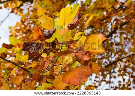 Branch of the tulip tree of species Liriodendron tulipifera with bright autumn leaves on a blurred background of the same tree
