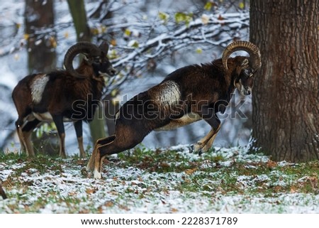 European mouflon (Ovis aries musimon) is in a dueling jump Royalty-Free Stock Photo #2228371789