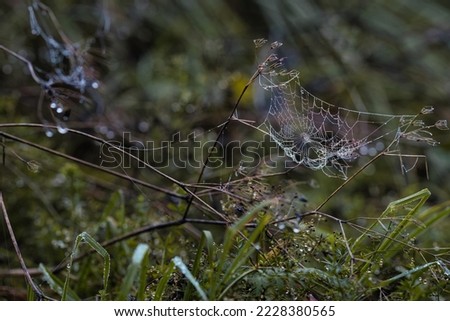 Spiderweb  Autumn Drop Bokeh Nature Macro