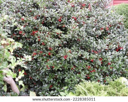 Holly bush with red berries in park