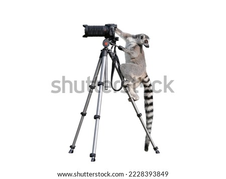 lemur stands on a tripod and holds a camera isolated on a white background