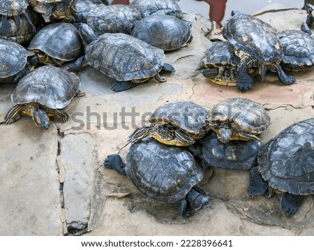 Leatherback turtles in Kuta marine park, bali, Indonesia