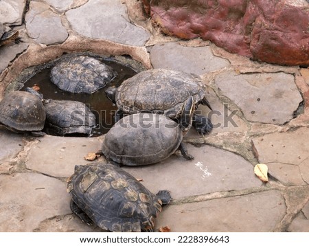 Leatherback turtles in Kuta marine park, bali, Indonesia