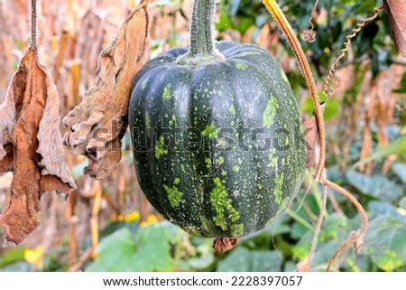 Photo Picture of a Green Fresh Juicy Pumpkin