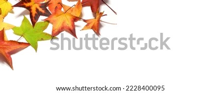 Autumn colorful falling maple leaves isolated on white background. panoramic banner