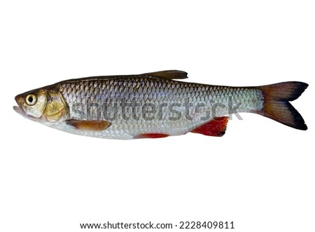 Freshwater fish isolated on white background closeup. Simply chub, European or common chub is a fish in the carp family Cyprinidae, type species: Squalius cephalus. Royalty-Free Stock Photo #2228409811