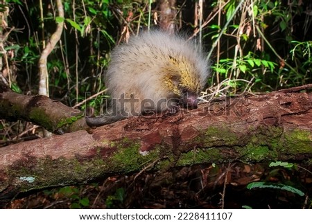Hedgehog-yellow  photographed in Itaunas, EspIrito Santo - Southeast of Brazil. Atlantic Forest Biome. Picture made in 2009."