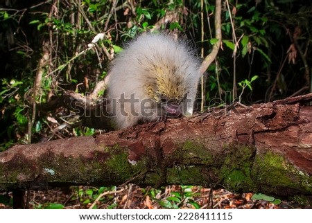 Hedgehog-yellow  photographed in Itaunas, EspIrito Santo - Southeast of Brazil. Atlantic Forest Biome. Picture made in 2009."