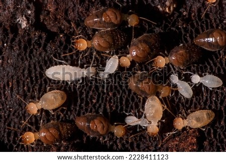 Termites photographed in Itaunas, EspIrito Santo - Southeast of Brazil. Atlantic Forest Biome. Picture made in 2009."