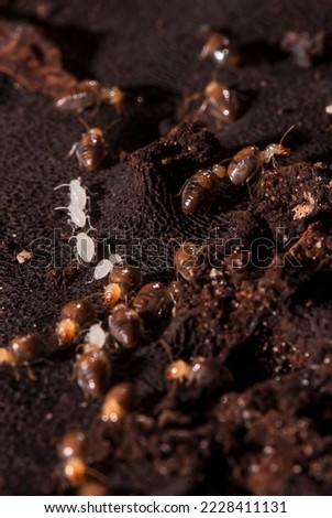 Termites photographed in Itaunas, EspIrito Santo - Southeast of Brazil. Atlantic Forest Biome. Picture made in 2009."