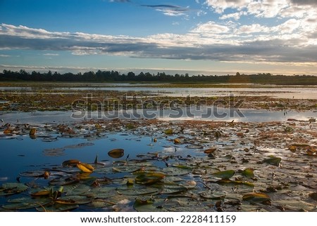 Aquatic plants photographed in Itaunas, Espírito Santo - Southeast of Brazil. Atlantic Forest Biome. Picture made in 2009." Royalty-Free Stock Photo #2228411159