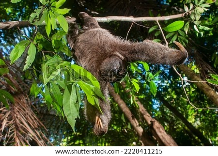 Brown-throated sloth photographed in Itaunas, Espírito Santo - Southeast of Brazil. Atlantic Forest Biome. Picture made in 2009."