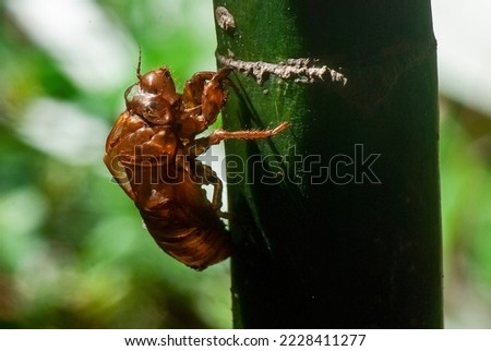 Exuvia Cicada photographed in Itaunas, EspIrito Santo - Southeast of Brazil. Atlantic Forest Biome. Picture made in 2009."