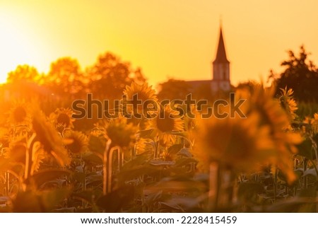 A beautiful sunset on a sunflower, and in the distance a church, a slight blurring of the frame makes it softer, which makes you relax in the atmosphere of the picture