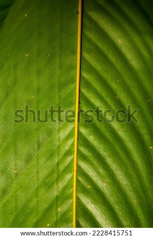Leaf photographed in Itaunas, EspIrito Santo - Southeast of Brazil. Atlantic Forest Biome. Picture made in 2009."