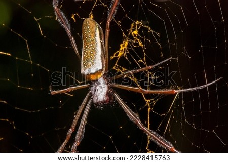 Golden orb-web spider photographed in Itaunas, EspIrito Santo - Southeast of Brazil. Atlantic Forest Biome. Picture made in 2009."