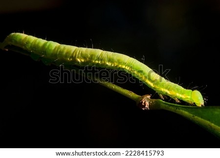 Caterpillar photographed in Itaunas, EspIrito Santo - Southeast of Brazil. Atlantic Forest Biome. Picture made in 2009."
