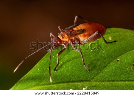 Assassin bug photographed in Itaunas, EspIrito Santo - Southeast of Brazil. Atlantic Forest Biome. Picture made in 2009."