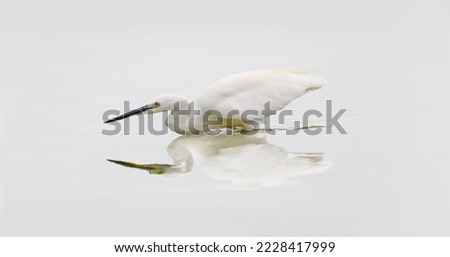 A Great Egret ( Ardea Alba ) and its reflection in a lake, high key, centered, minimalism, horizontal, copy space, negative space