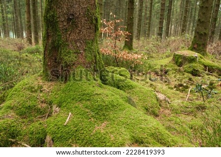 Tree roots covered in moss at Lasgarn Wood, an ancient woodland hillside in Pontypool, Torfaen, Wales Royalty-Free Stock Photo #2228419393