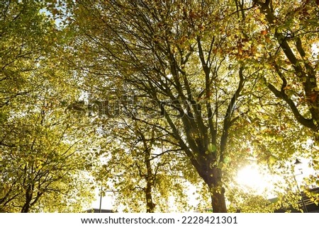Autumn leaves with natural sunlight shining through