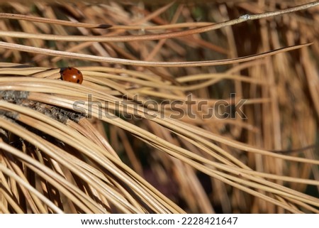 seven-spot ladybug hidden in dry pine needles