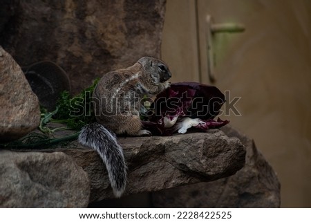 ground squirrel - Sciuridae - eating - animal 