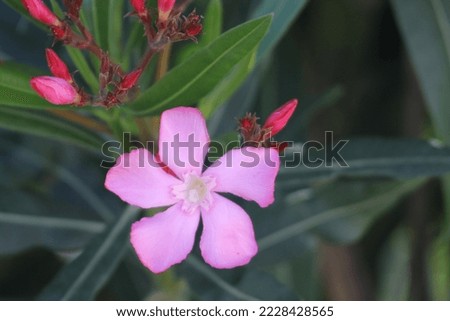 The pink color of the oleander tree in nature 