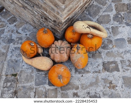 Picture with group of ornamental pumpkins. This composition is particularly used as an ornament for Halloween.